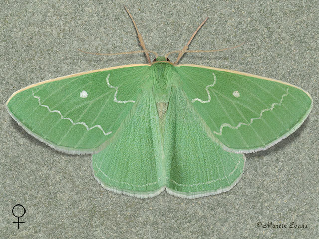  70.301 Essex Emerald Copyright Martin Evans 