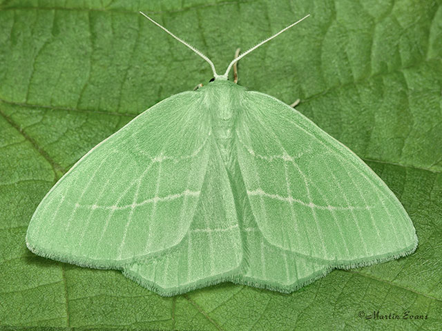  70.302 Small Emerald Copyright Martin Evans 