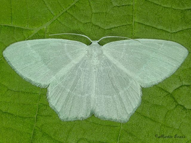  70.303 Little Emerald Copyright Martin Evans 
