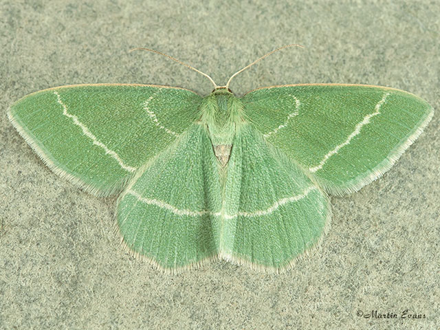  70.306 Small Grass Emerald Copyright Martin Evans 