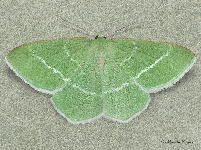  70.307 Southern Grass Emerald Copyright Martin Evans 