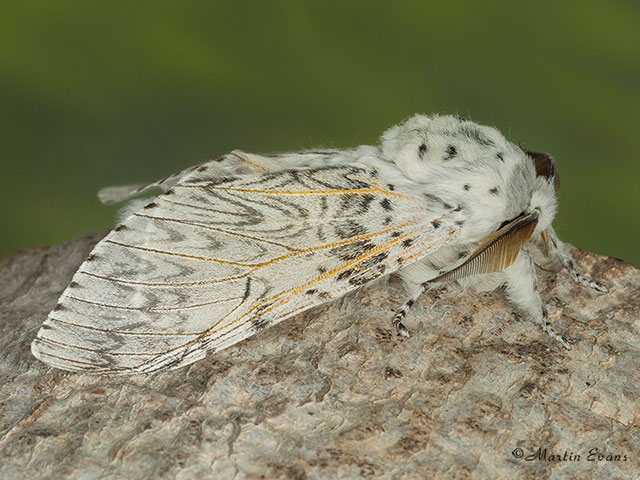  71.003 Puss Moth Copyright Martin Evans 
