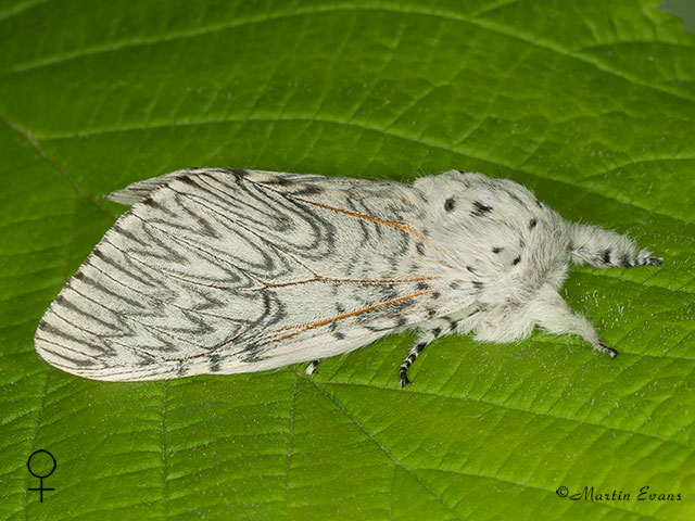  71.003 Puss Moth female Copyright Martin Evans 