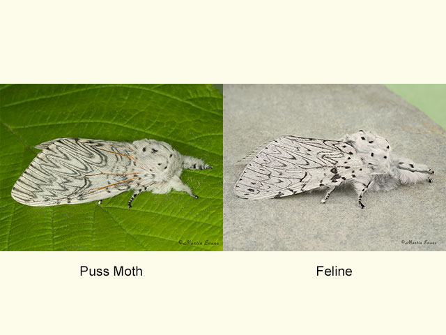  71.003 Puss Moth and Feline Copyright Martin Evans 