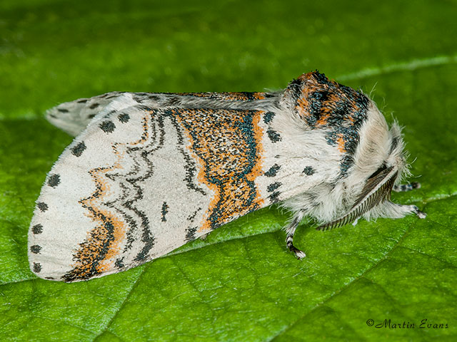  71.005 Sallow Kitten Copyright Martin Evans 