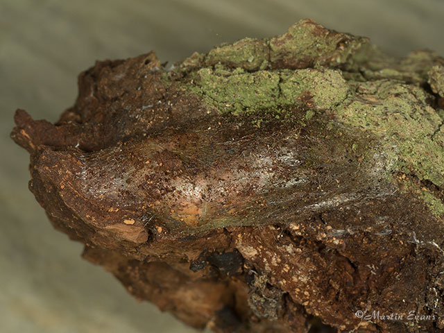  71.005 Sallow Kitten fresh cocoon Copyright Martin Evans 