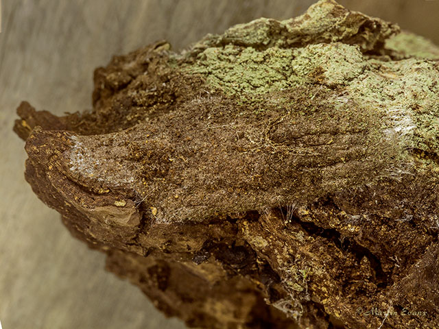  71.005 Sallow Kitten cocoon Copyright Martin Evans 