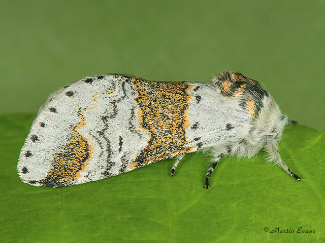  71.005 Sallow Kitten female Copyright Martin Evans 