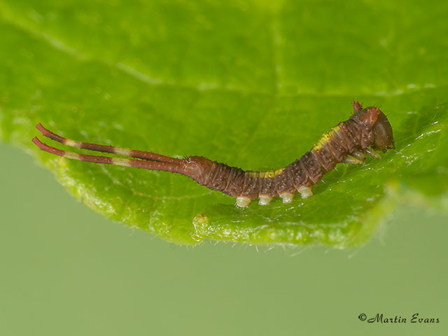  71.005 Sallow Kitten larva 6mm Copyright Martin Evans 