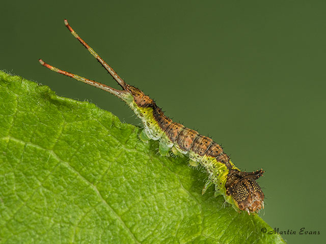  71.005 Sallow Kitten larva 15mm Copyright Martin Evans 
