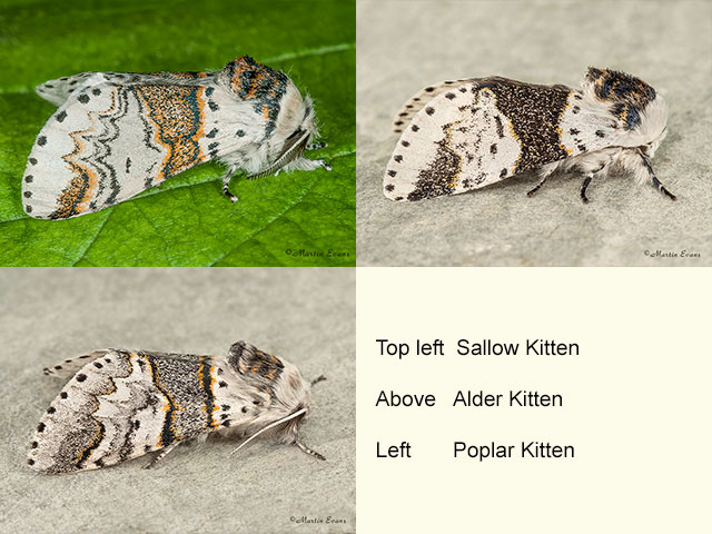  71.005 Sallow Kitten, Alder Kitten and Poplar Kitten Copyright Martin Evans 