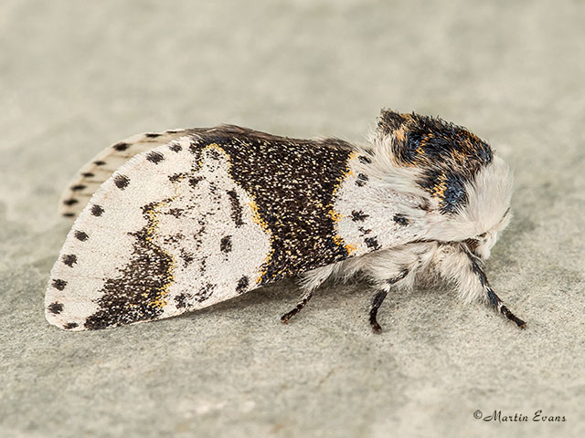  71.006 Alder Kitten Copyright Martin Evans 