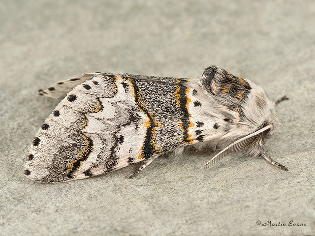  71.007 Poplar Kitten Copyright Martin Evans 
