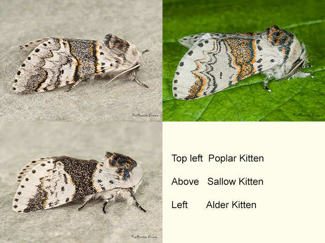  71.007 Poplar Kitten, Sallow Kitten and Alder Kitten Copyright Martin Evans 