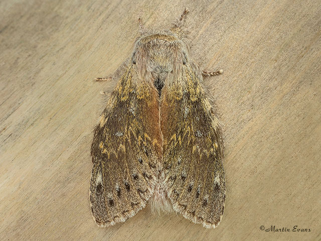  71.009 Lobster Moth Copyright Martin Evans 