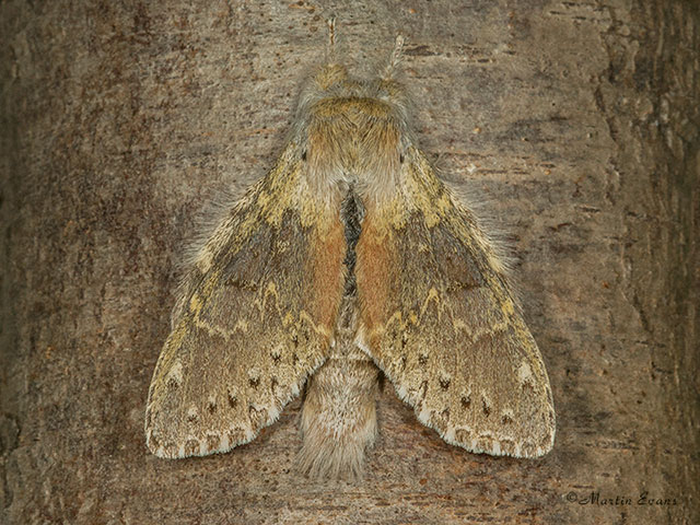  71.009 Lobster Moth Copyright Martin Evans 