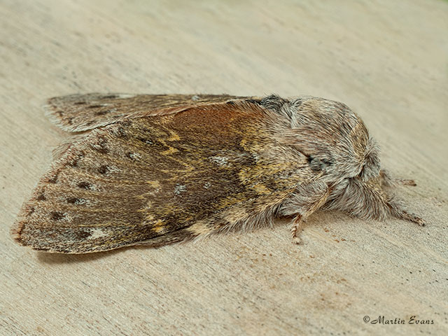  71.009 Lobster Moth Copyright Martin Evans 