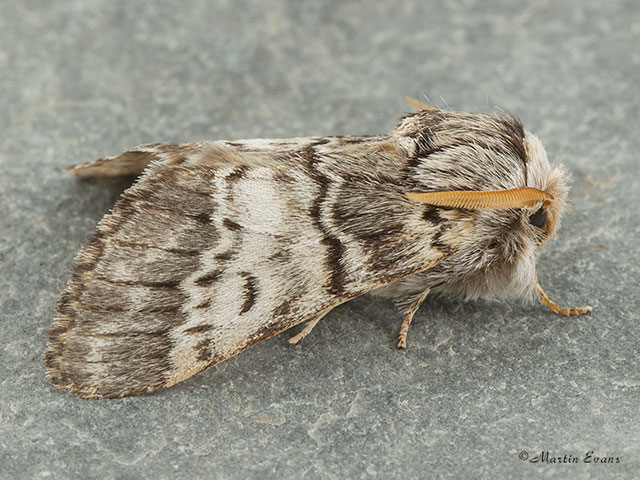  71.011 Lunar Marbled Brown Copyright Martin Evans 