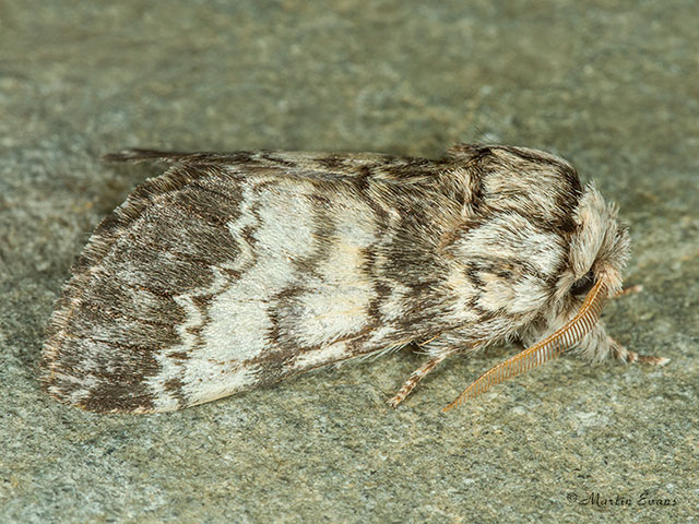 71.011 Lunar Marbled Brown Copyright Martin Evans 