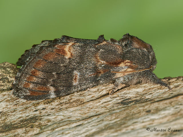  71.012 Iron Prominent Copyright Martin Evans 