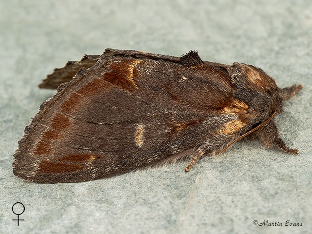  71.012 Iron Prominent female Copyright Martin Evans 