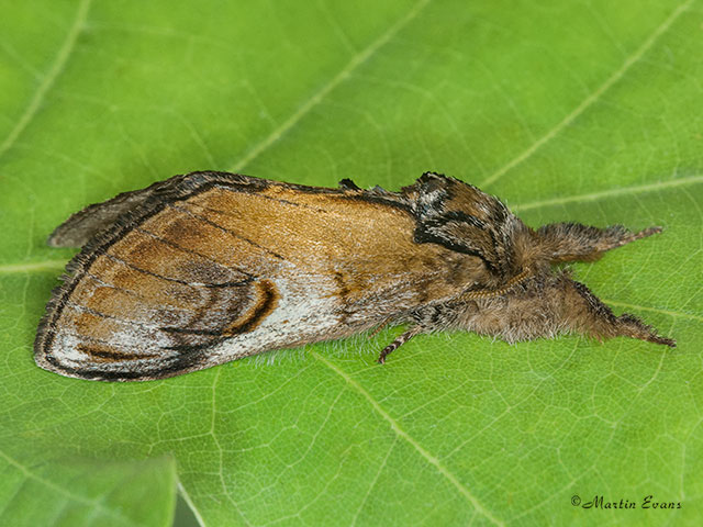  71.013 Pebble Prominent Copyright Martin Evans 