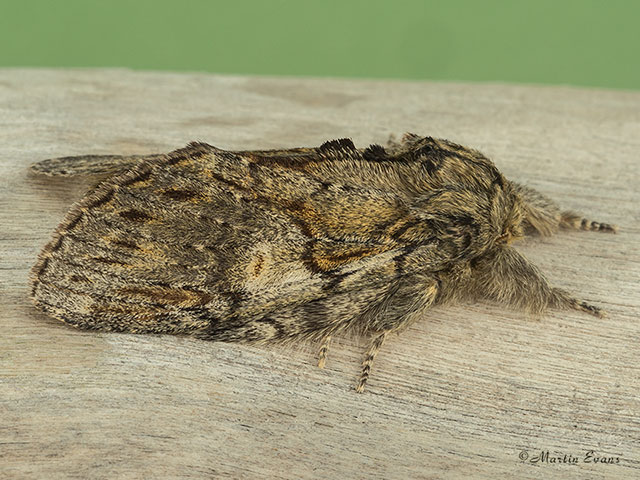  71.016 Great Prominent Copyright Martin Evans 