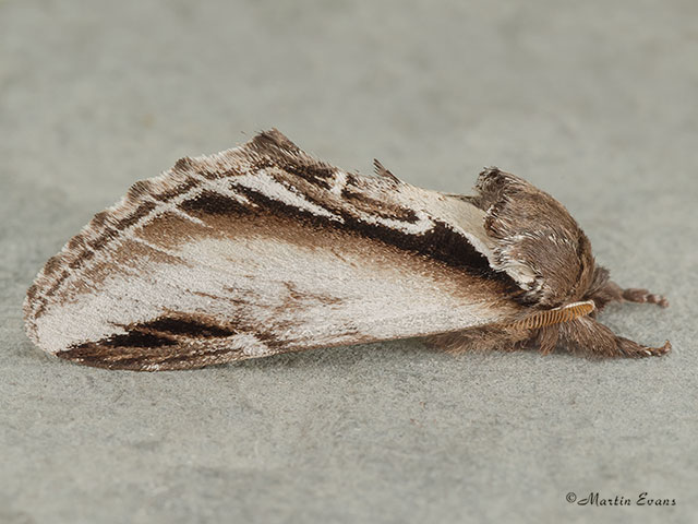  71.018 Lesser Swallow Prominent Copyright Martin Evans 