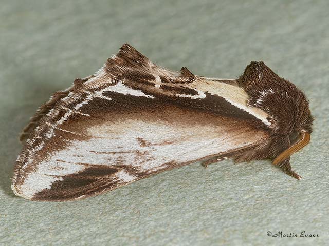  71.018 Lesser Swallow Prominent Copyright Martin Evans 
