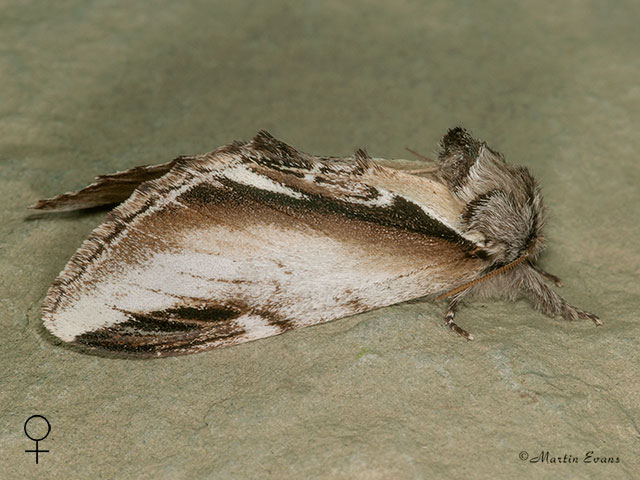  71.018 Lesser Swallow Prominent female Copyright Martin Evans 