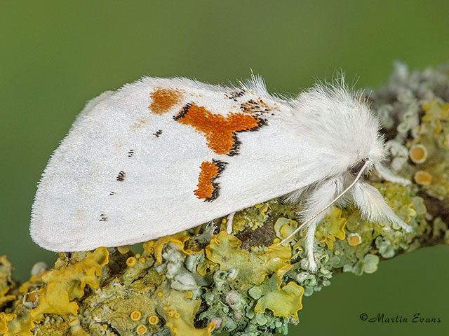  71.019 White Prominent Copyright Martin Evans 