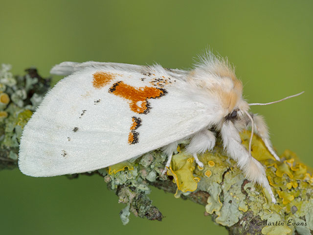  71.019 White Prominent Copyright Martin Evans 