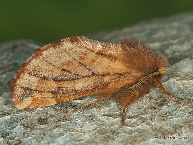  71.024 Plumed Prominent Copyright Martin Evans 