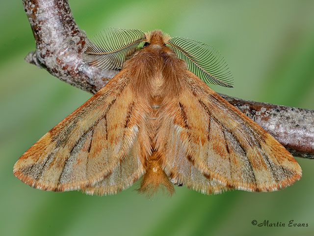  71.024 Plumed Prominent Copyright Martin Evans 