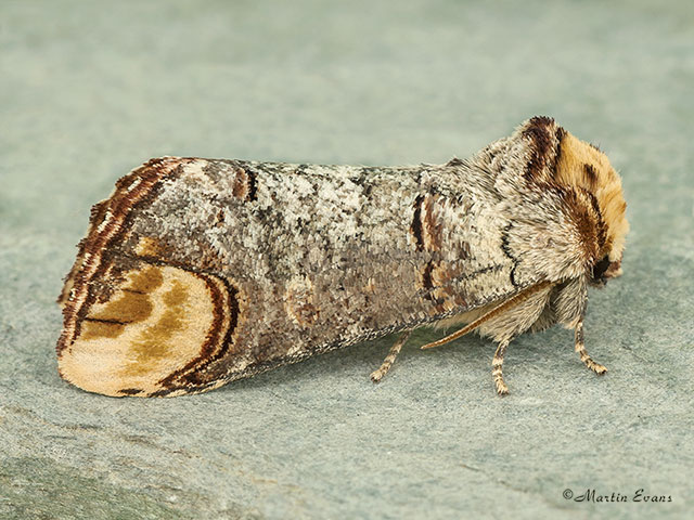  71.025 Buff-tip Copyright Martin Evans 