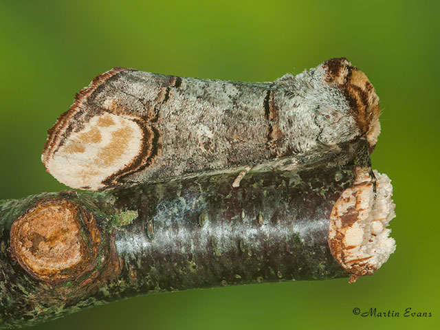  71.025 Buff-tip Copyright Martin Evans 