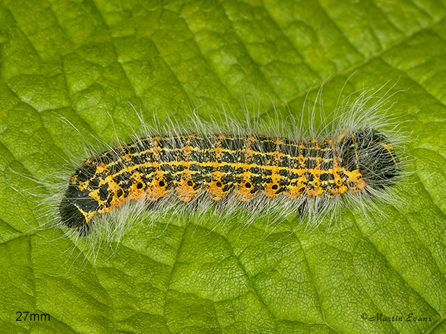  71.025 Buff-tip larva 27mm Copyright Martin Evans 