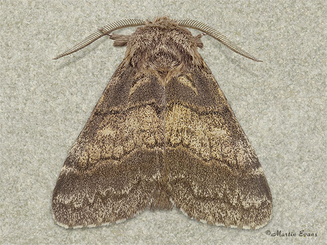  71.026 Dusky Marbled Brown Copyright Martin Evans 