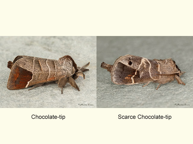  71.027 Chocolate-tip and Scarce Chocolate-tip Copyright Martin Evans 