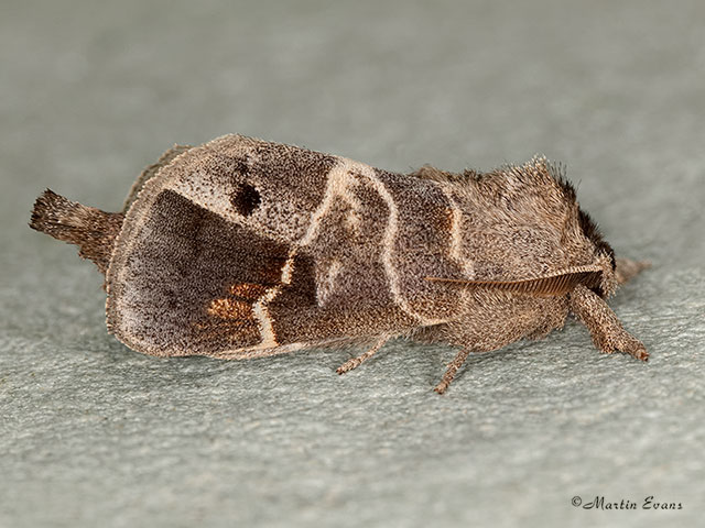  71.029 Scarce Chocolate-tip Copyright Martin Evans 