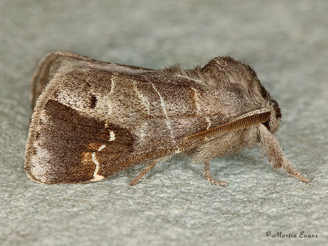  71.029 Scarce Chocolate-tip Copyright Martin Evans 