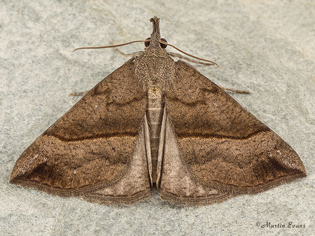  72.003 Snout Copyright Martin Evans 