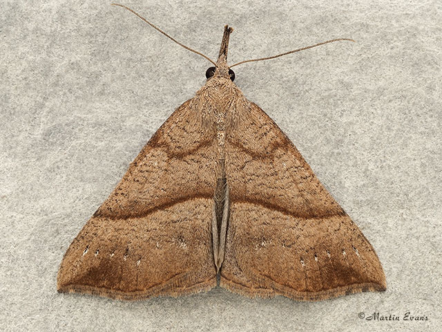  72.003 Snout Copyright Martin Evans 