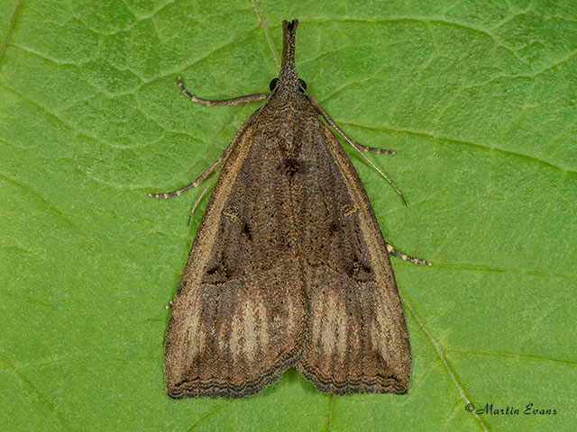  72.004 Buttoned Snout Copyright Martin Evans 