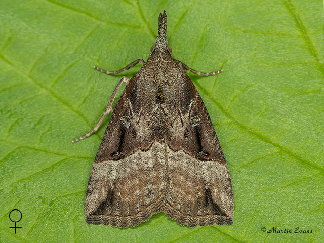  72.004 Buttoned Snout female Copyright Martin Evans 