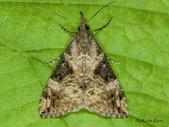  72.006 Bloxworth Snout Copyright Martin Evans 