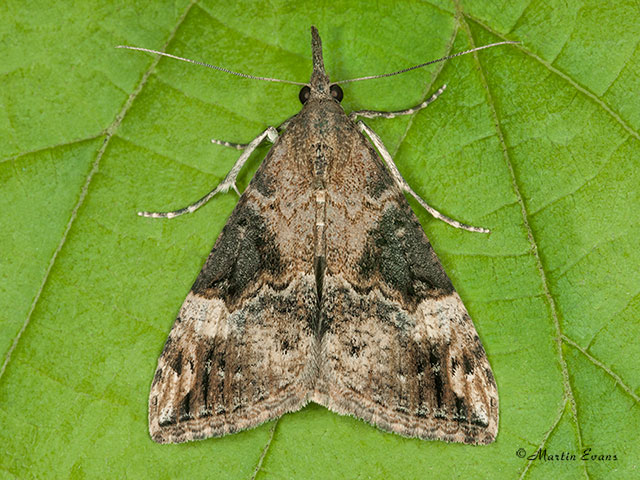  72.006 Bloxworth Snout Copyright Martin Evans 