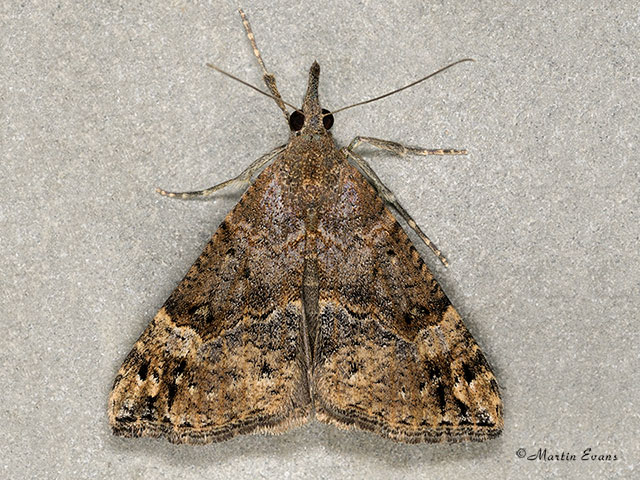  72.006 Bloxworth Snout Copyright Martin Evans 