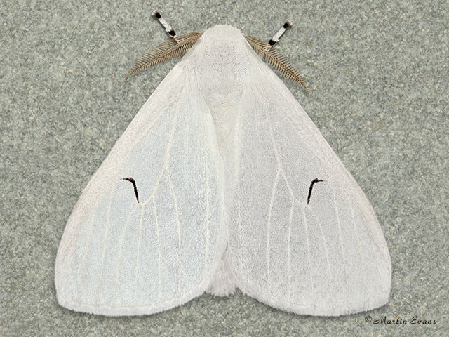  72.008 Black V Moth Copyright Martin Evans 