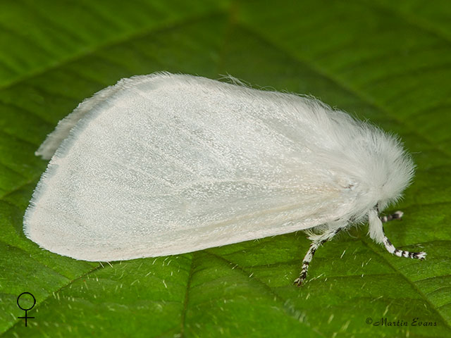  72.009 White Satin female Copyright Martin Evans 